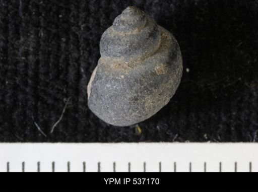 Viviparus montanaensis