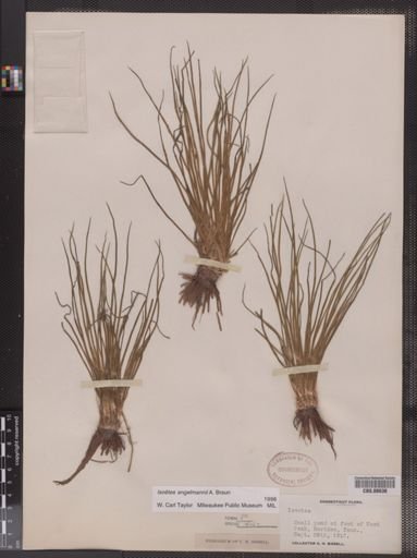 Isoetes engelmannii