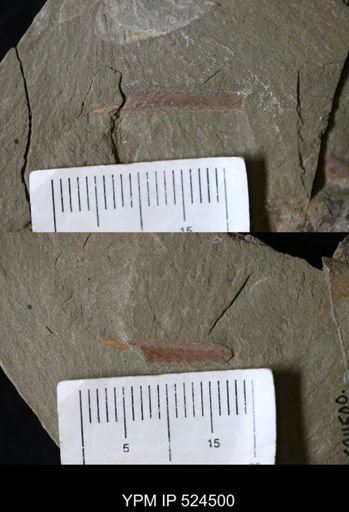 Furca sp.