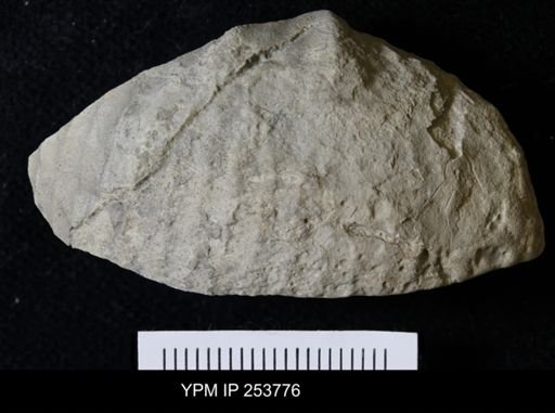 Scaphitidae