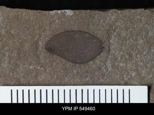 undet. Eurypterida