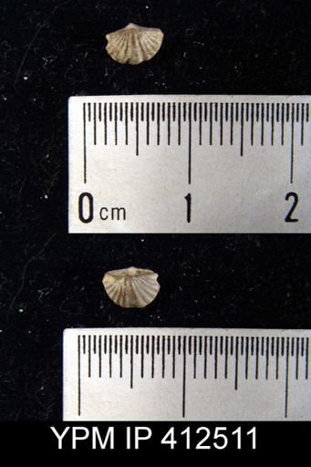 Spirifer annae