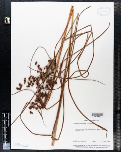 Scirpus cyperinus