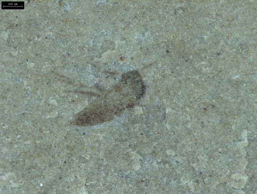 undet. Diptera