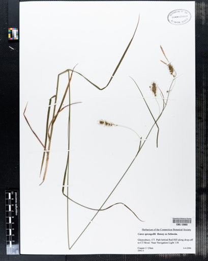 Carex sprengelii
