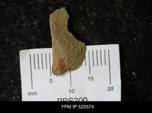 undet. Synziphosurina