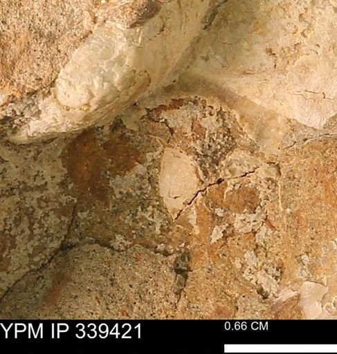 undet. Mollusca