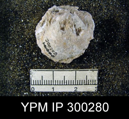 Martinia rhomboidalis