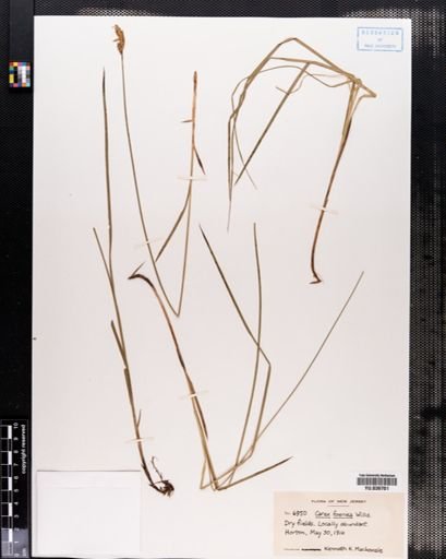 Carex