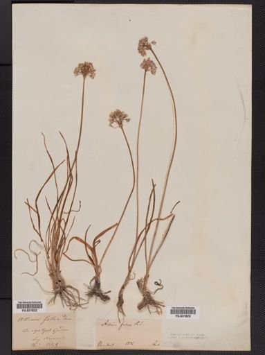 Allium