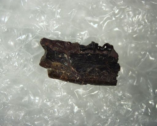 Anemorhysis sp.