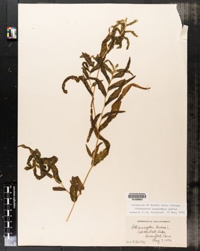 Potamogeton lucens