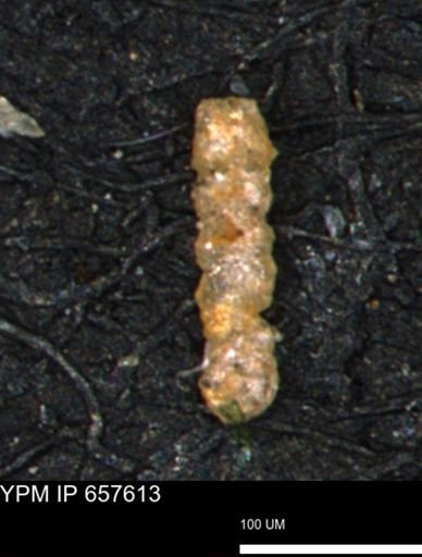 Ammobaculites petilus