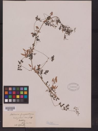 Adlumia fungosa