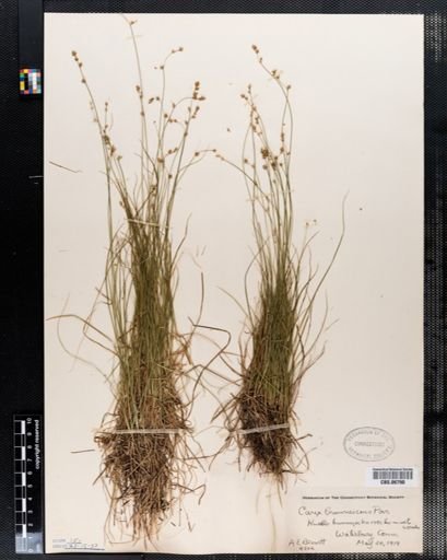 Carex brunnescens