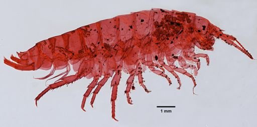 Platorchestia platensis