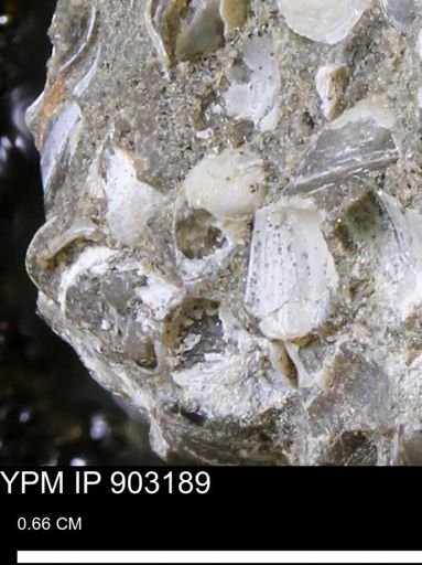 undet. Bivalvia