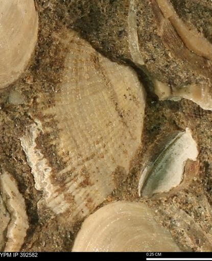 Parallelodon sp.