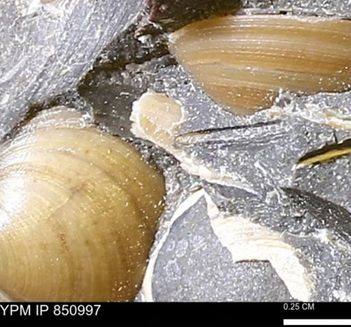 Limopsis striatopunctatus