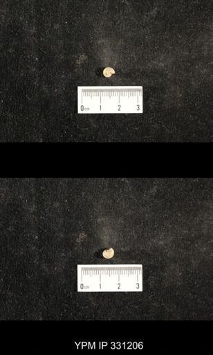 Euphemites sp.