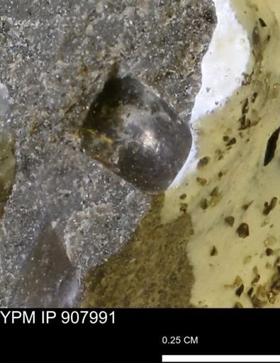 undet. Mollusca