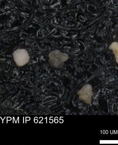 undet. Foraminiferida