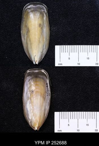Lingula tumidula