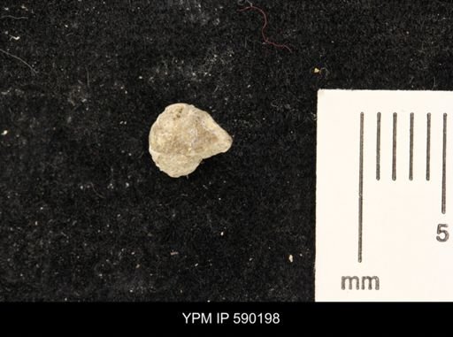 undet. Gastropoda