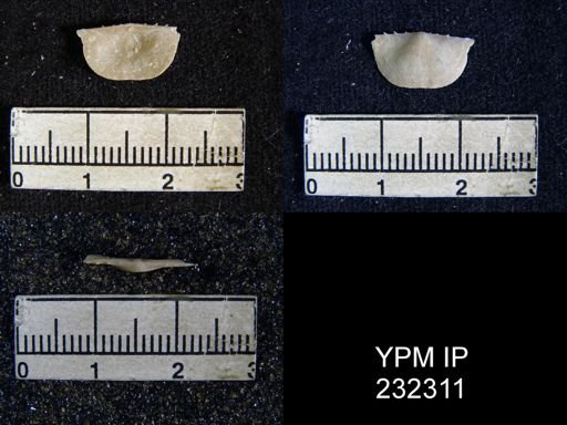 Chonetes granulifer