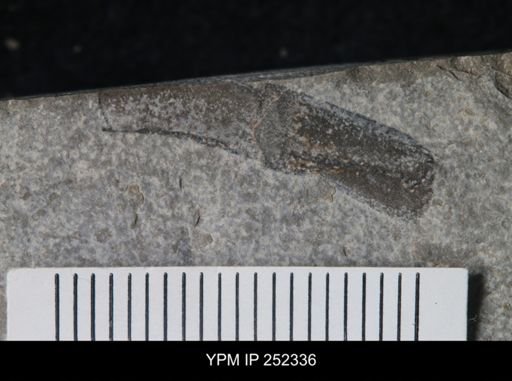 undet. Eurypterida