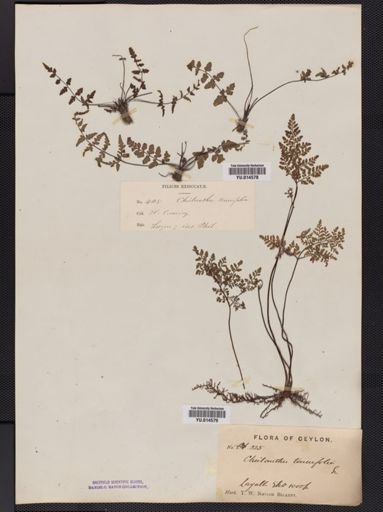 Cheilanthes