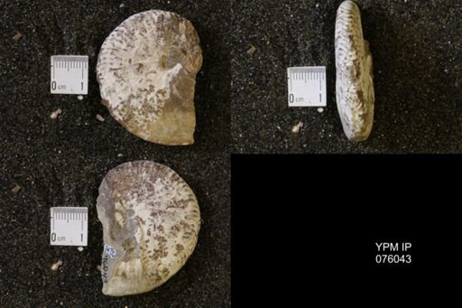 Hoploscaphites birkelundi
