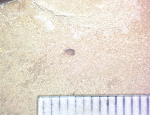 undet. Mordellidae