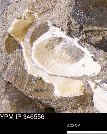 Limopsis striatopunctatus