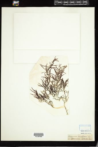Sargassum bacciferum