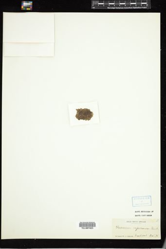 Protococcus crepidinum
