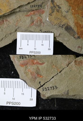 undet. Xiphosurida