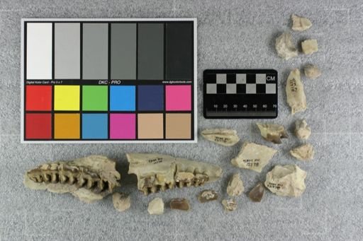 Hyracodon sp.