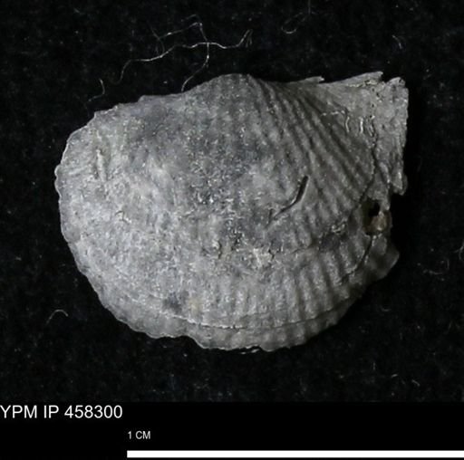 Chonetes mucronatus