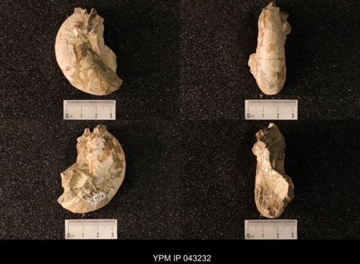 Hoploscaphites nicolletii