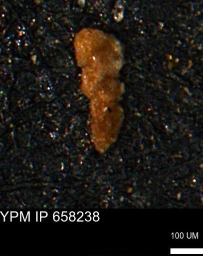 Verneuilinoides kansasensis