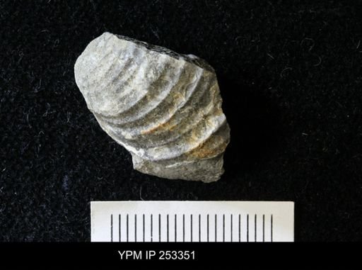 undet. Bivalvia