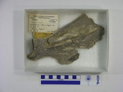 Moeritherium?