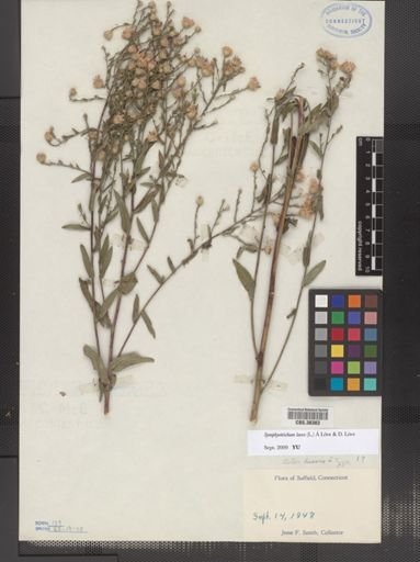Symphyotrichum laeve