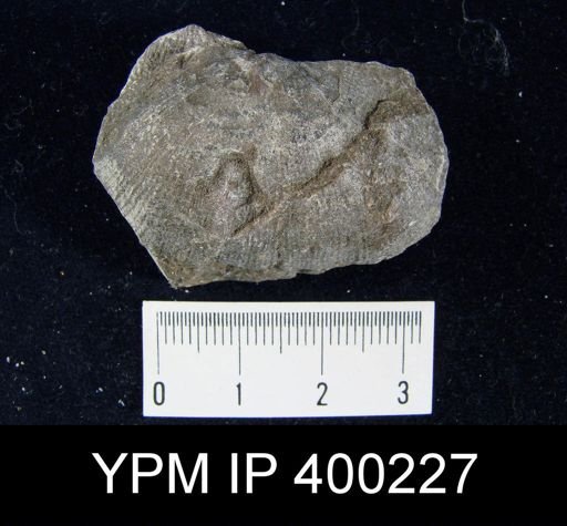 Derbyia sp.