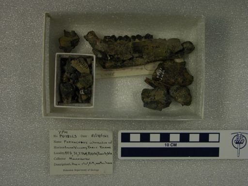 Phenacodus intermedius