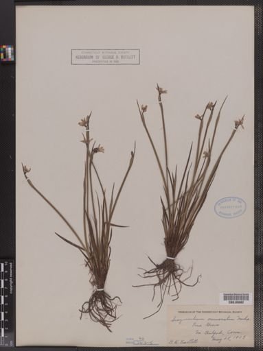 Sisyrinchium mucronatum