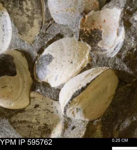 Protocardia sp.