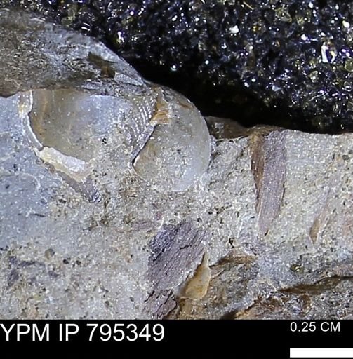 undet. Mollusca