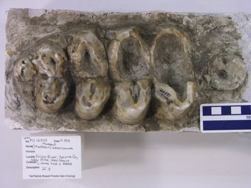 Mammut americanum